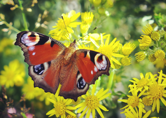 Big butterfly count 2025