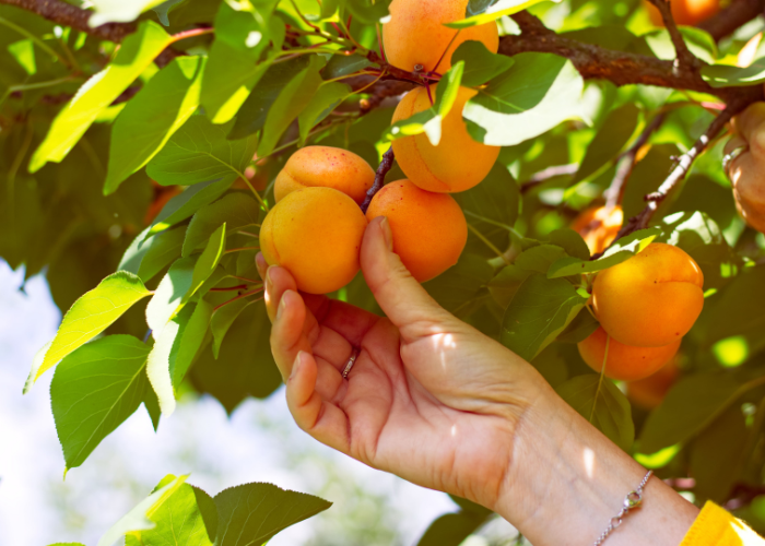 What to harvest in July