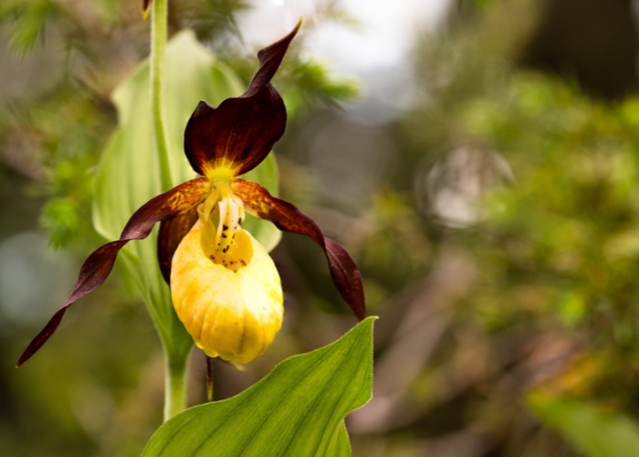 ladys slipper orchid