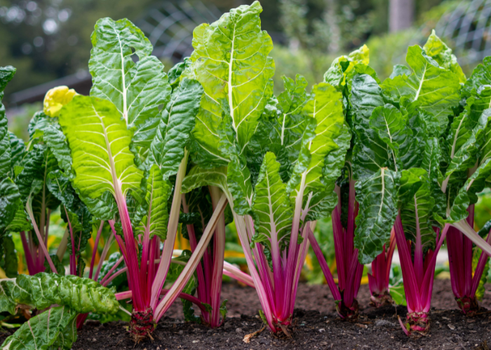 What to sow and grow in July