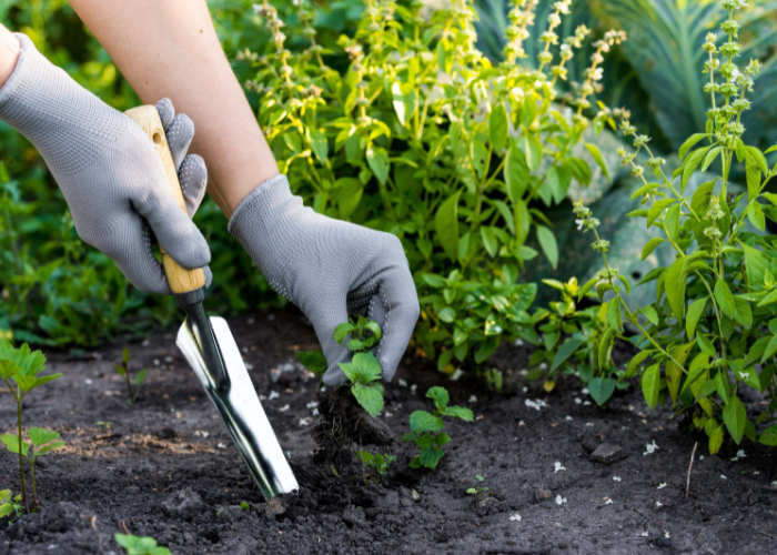 Keep on top of weeds the organic way