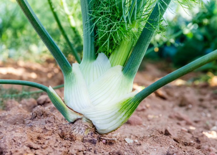 what to sow and grow in august