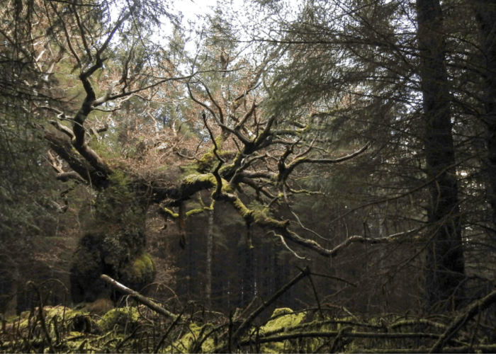 “Tree of the Year 2025