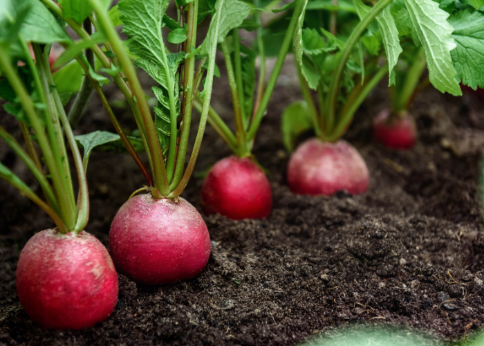 what to sow and grow in September