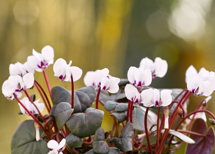 growing flowers for the future