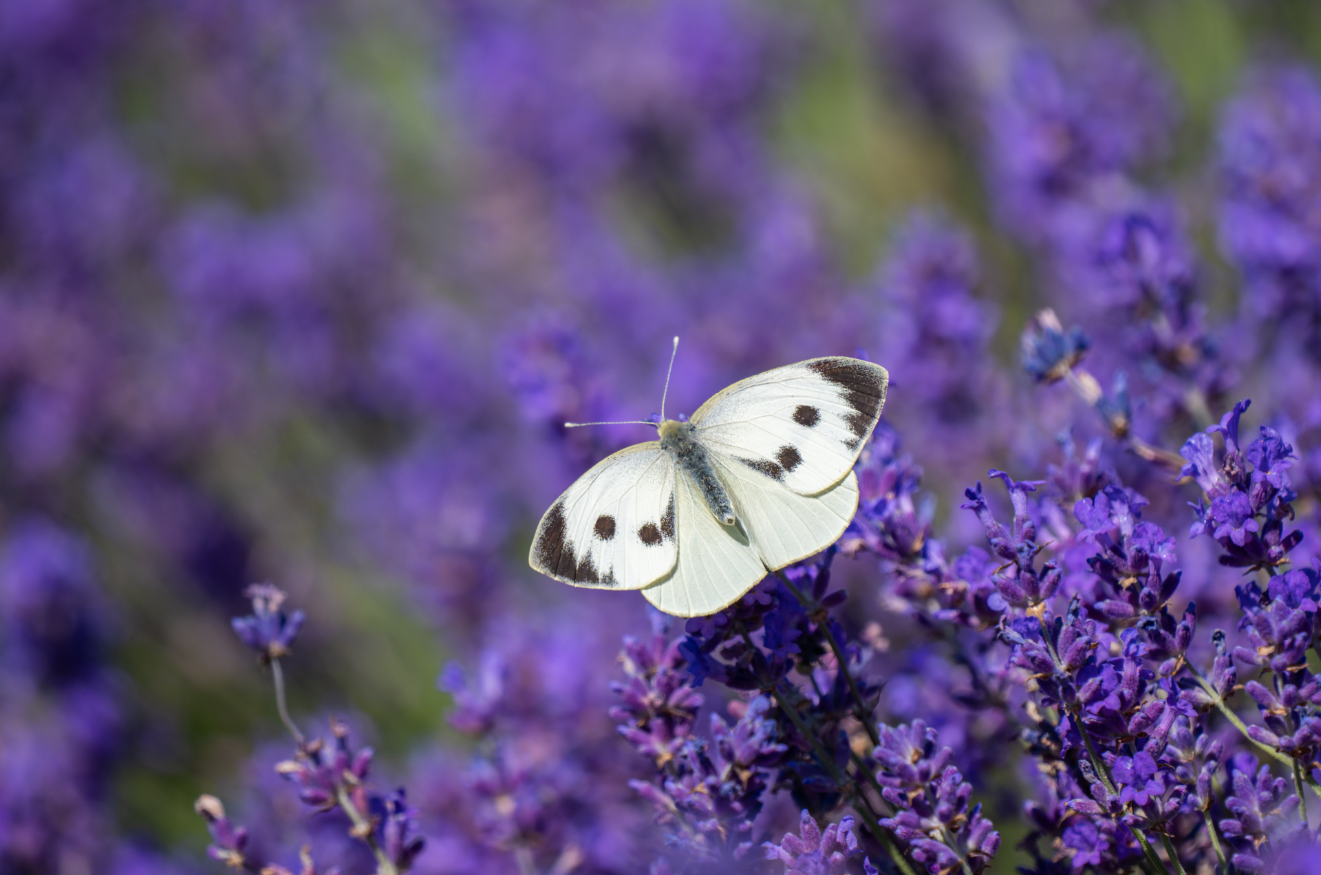 Big butterfly count 2025