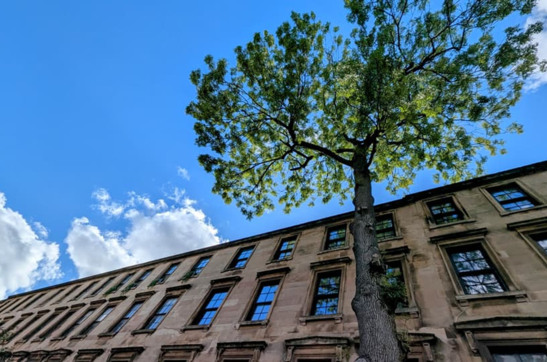 tree of the year 2025 winner