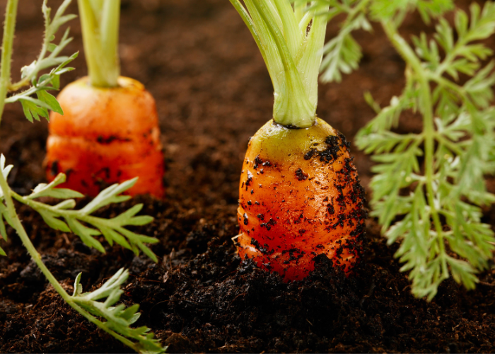 Things to sow and grow in october
