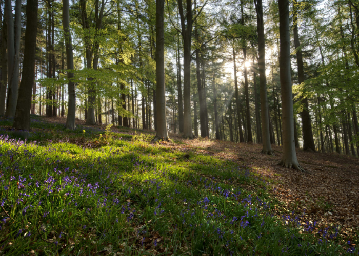 woodlands for the future width=