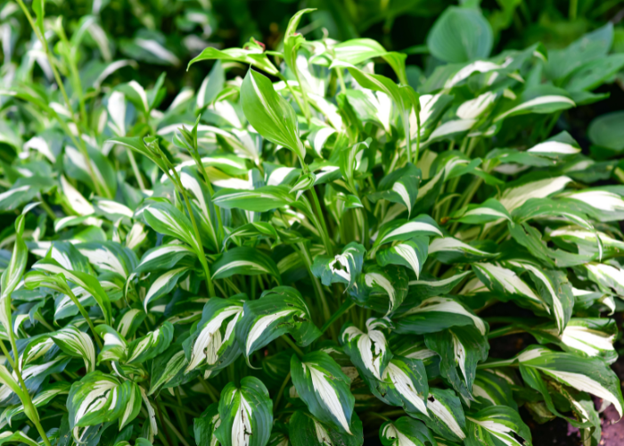 “Give bare root planting a go