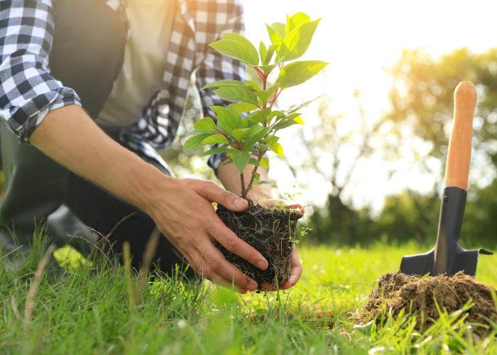 “National Tree Week 2025