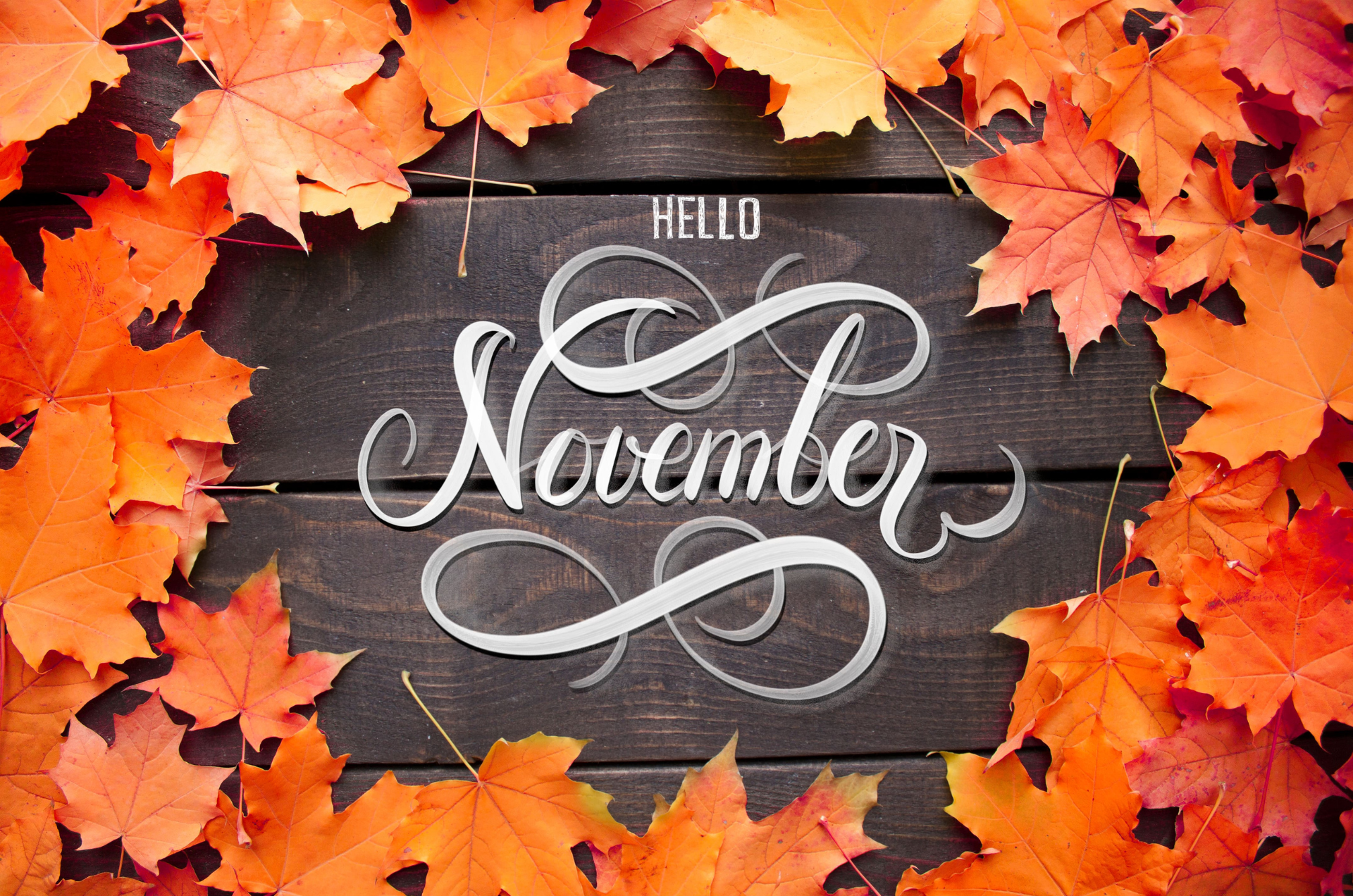 November in your garden 2025
