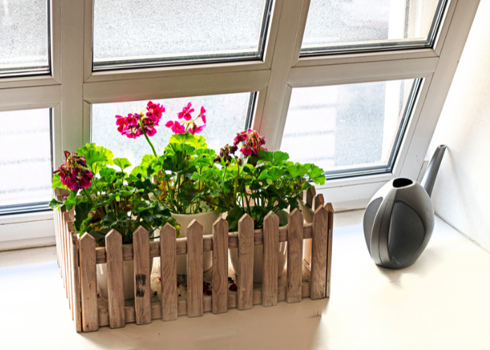 How to overwinter geraniums