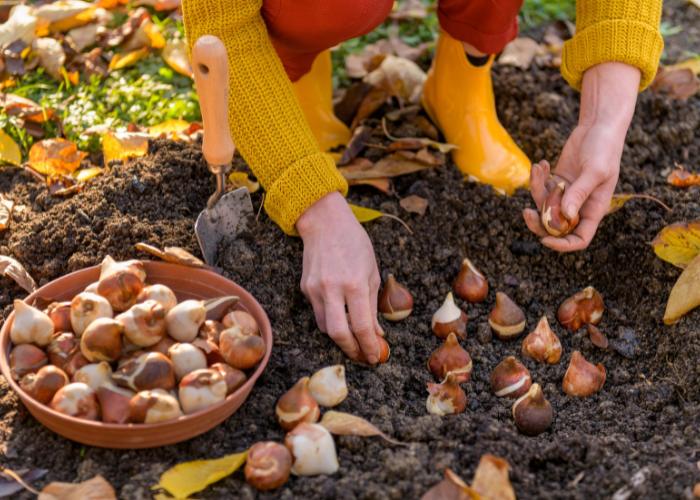 Things to grow and sow in November