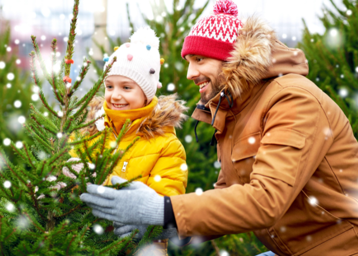 midgley christmas trees
