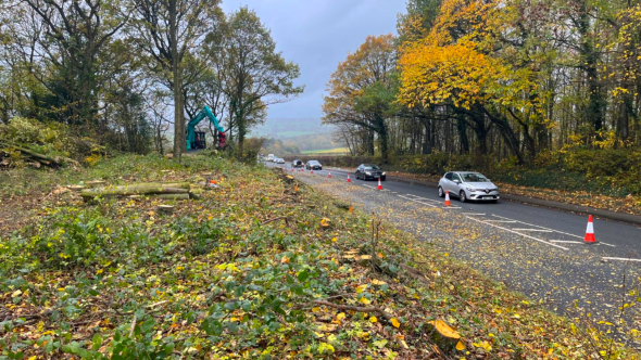 Roadside Tree Safety