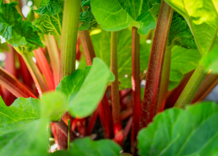 what to sow and grow in december