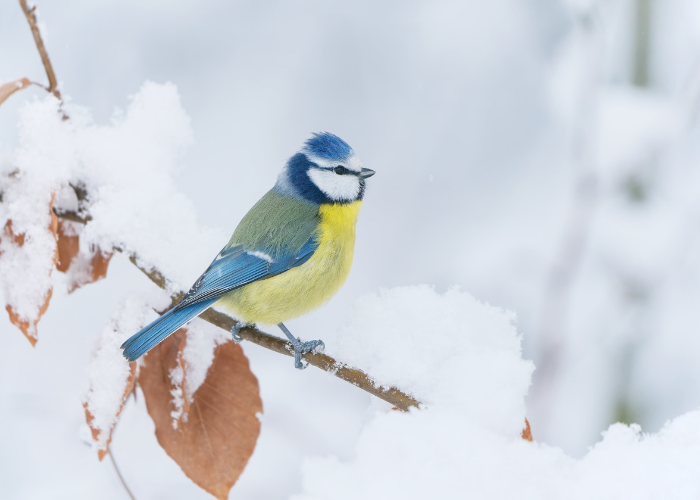 winter birdcare
