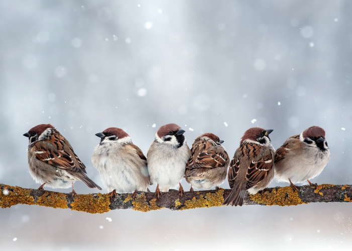 big garden birdwatch 2026