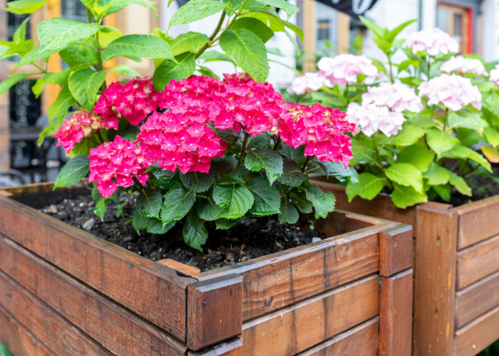 botanical bento boxes