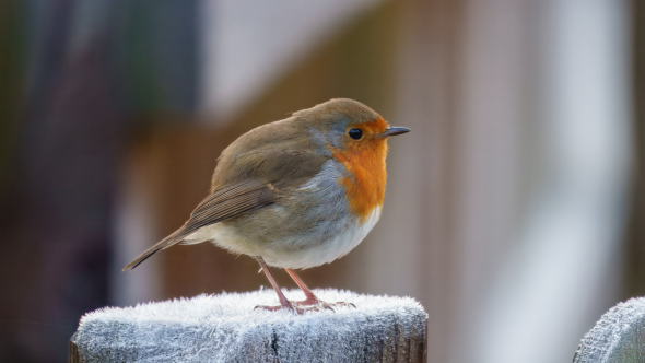 A Practical Guide to Caring for Winter Wildlife