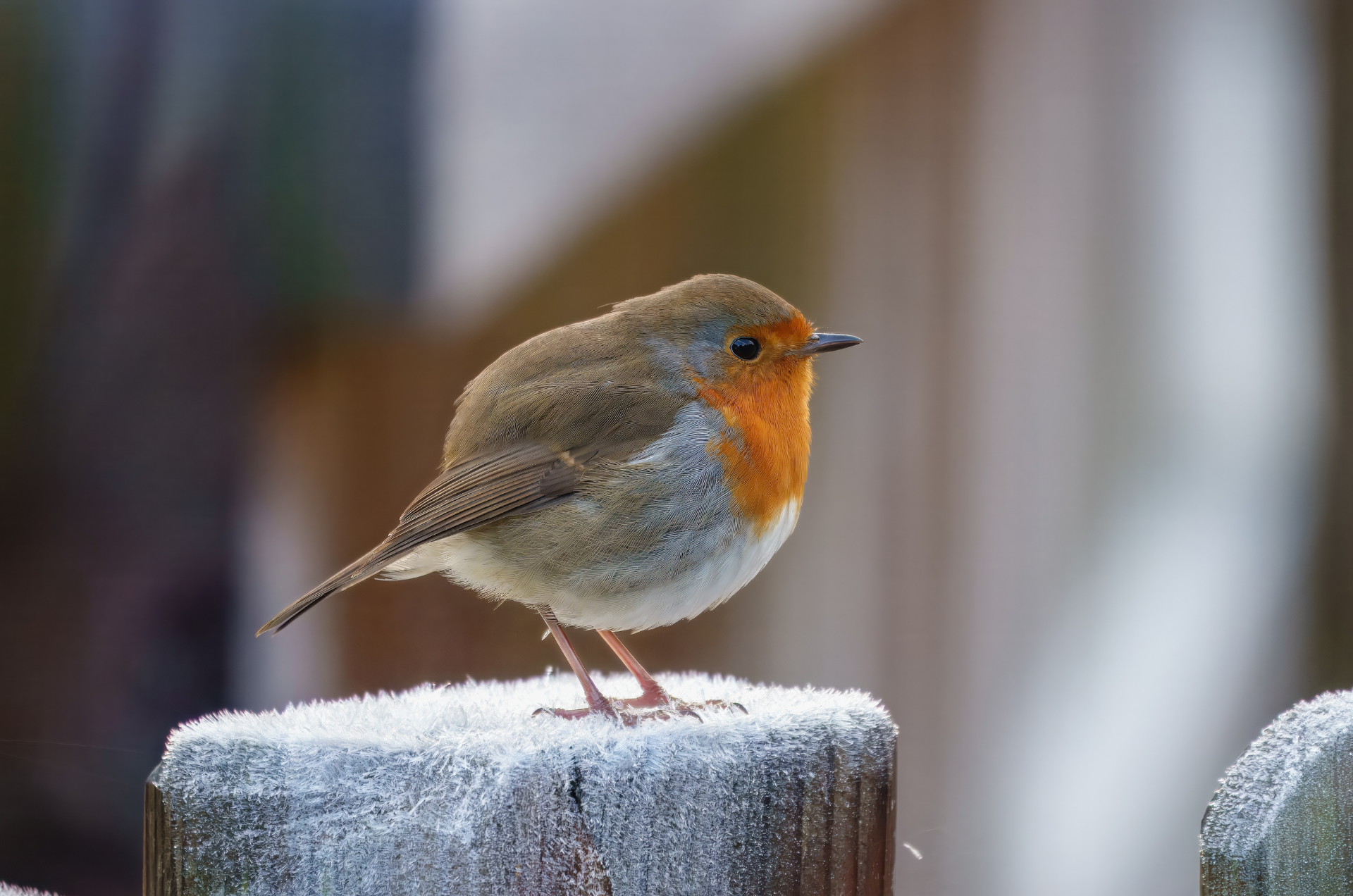 Caring for winter wildlife