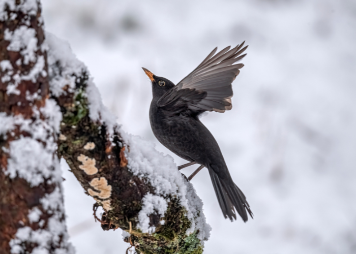 winter birdcare ideas