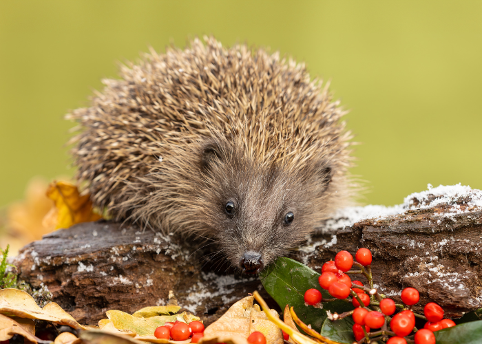 helping hedgehogs through hibernation