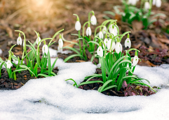 January Garden Checklist