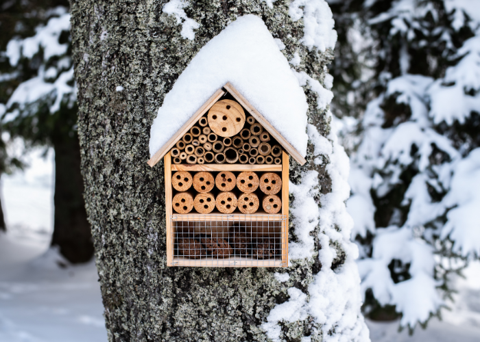 make your garden a haven for insects