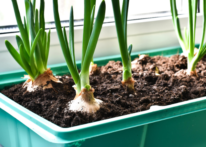 what to sow and grow in january