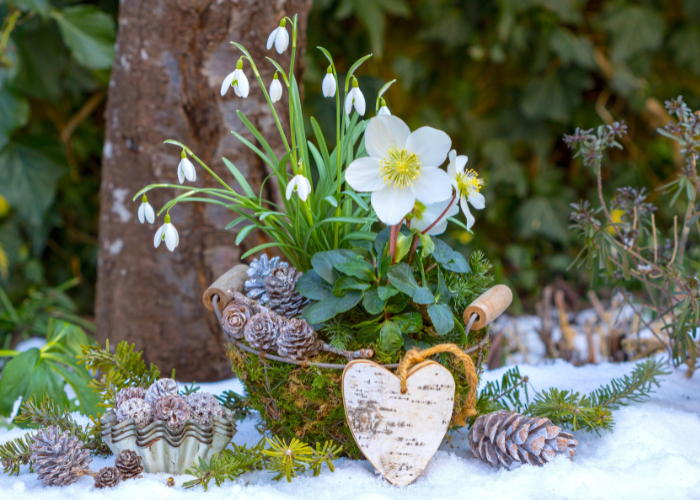 February garden checklist 2026