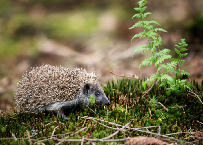 National Hedgehog Day 2026
