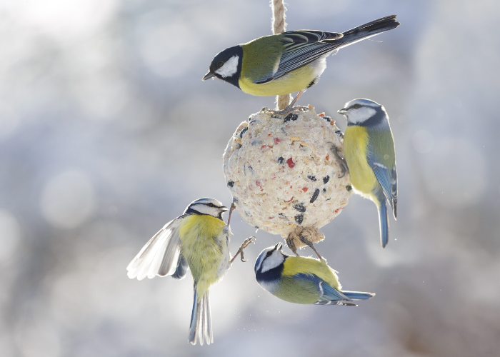 how to make fat balls for birds