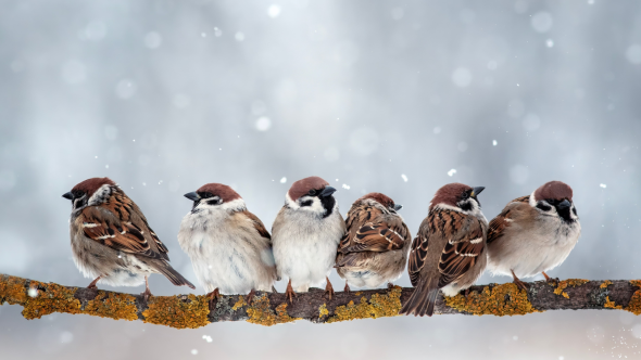 RSPB Big Garden Birdwatch 2026!