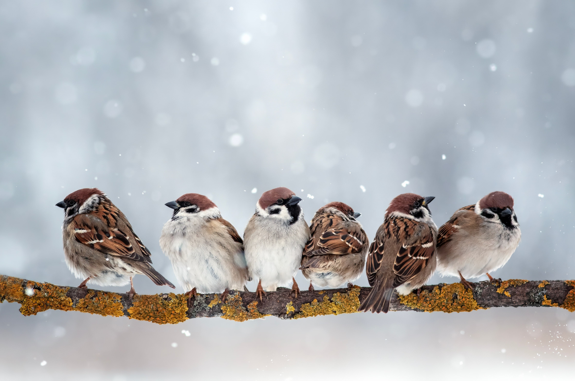 RSPB Big Garden Birdwatch 2026