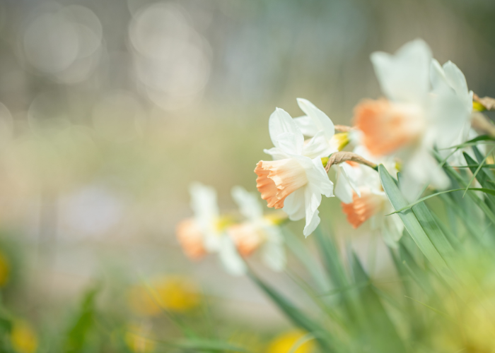 RHS daffodil diary 2026