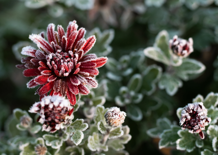 RHS hardiness rating