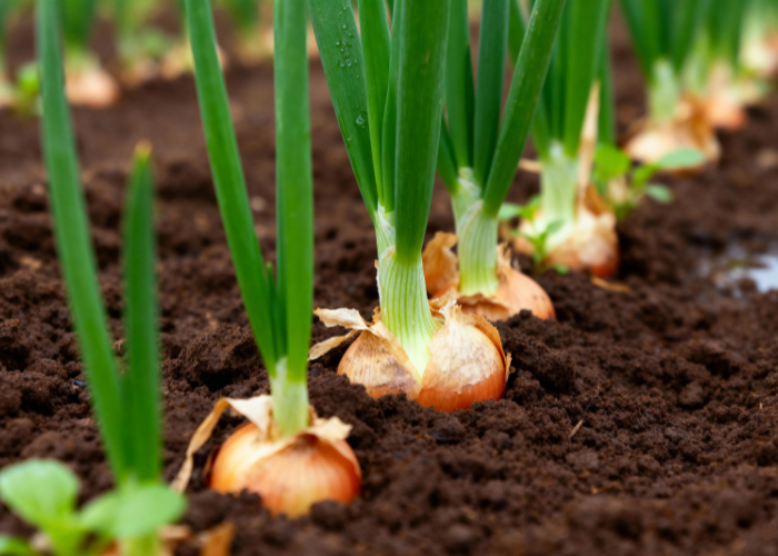 What to sow and grow in April
