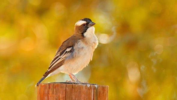 Big Garden Birdwatch 2026