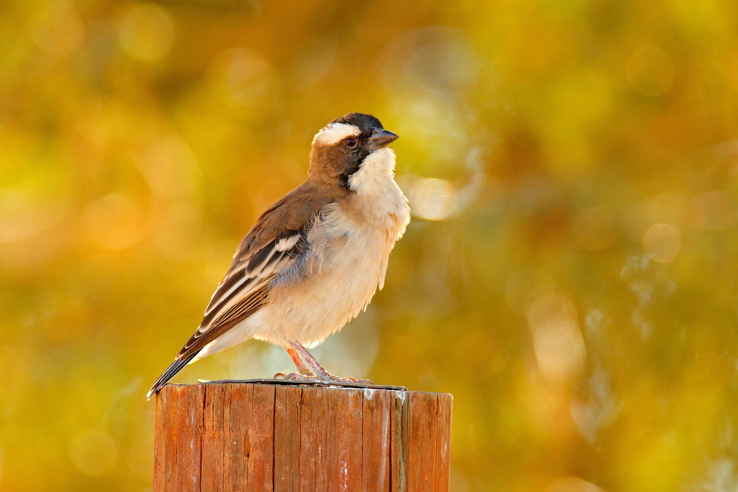 The Big Garden Birdwatch 2026