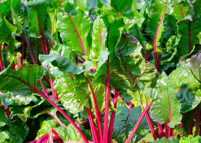 What to sow and grow in may