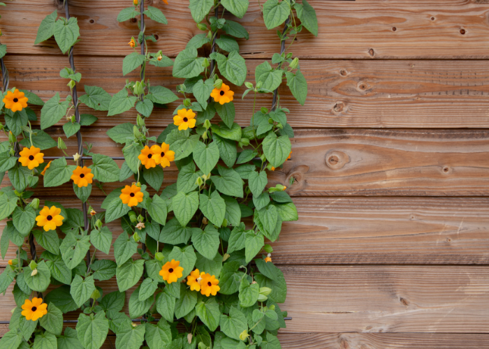 fast growing annuals