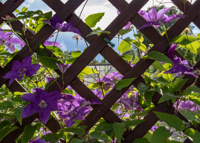 fast growing climbers guide