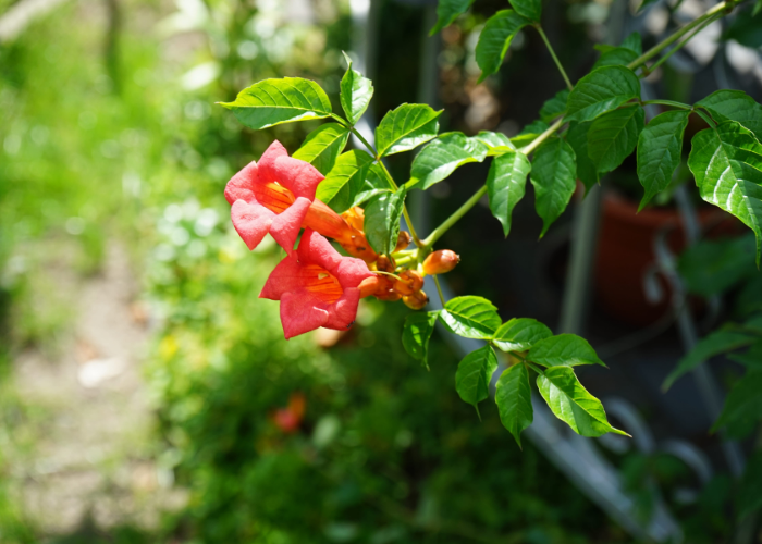 fast growing perennials