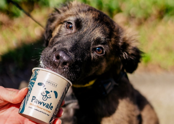 pawvale ice cream at little acorn