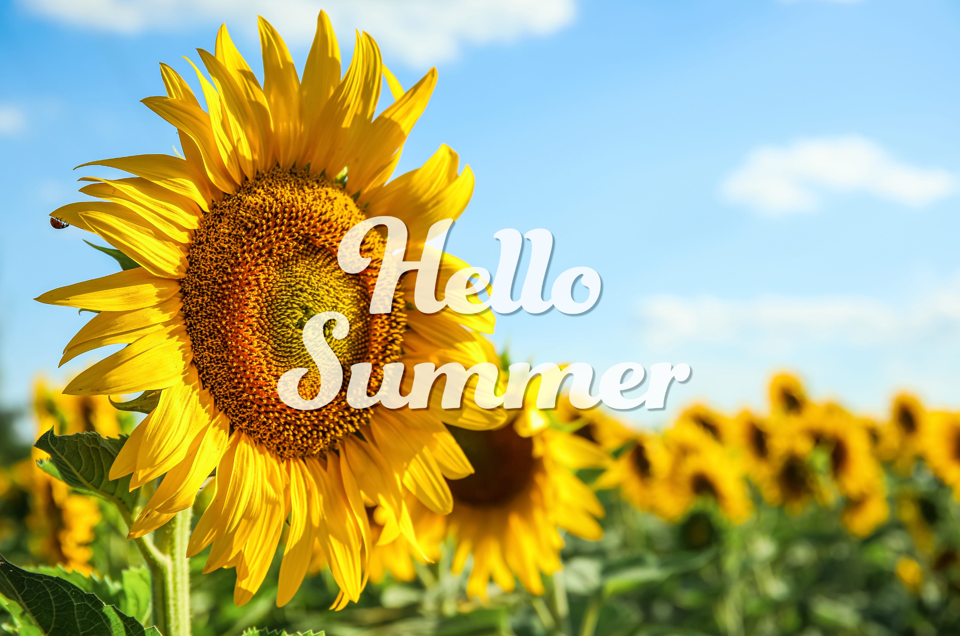 June in Your Garden 2026