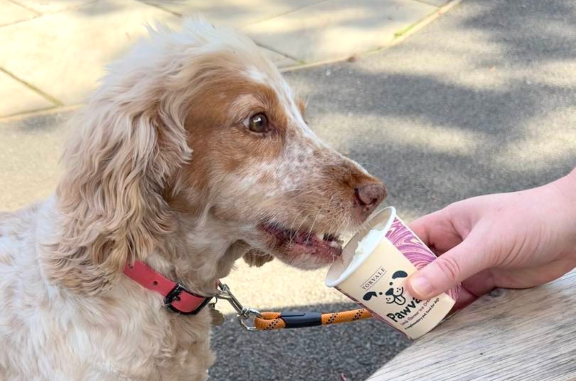 Pawvale ice cream