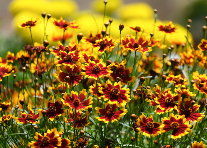 What to sow and grow in June Flowers