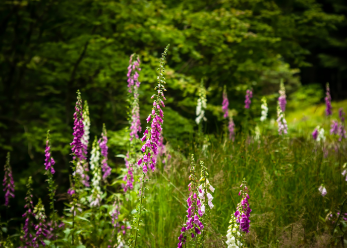shade-loving plants